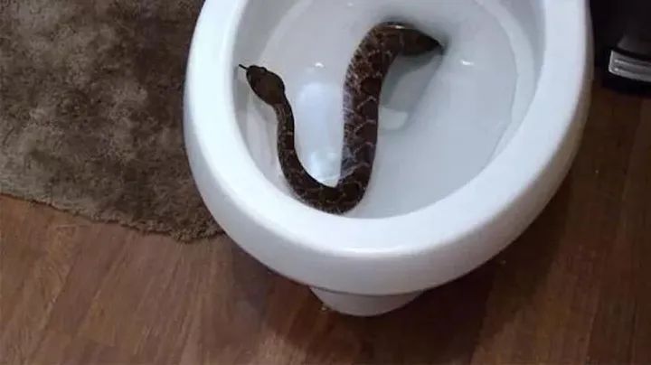 Tuvaletten piton yılanı çıktı